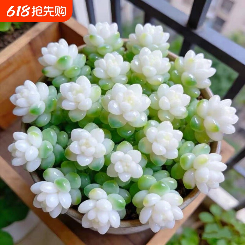 奶油白玉锦多肉植物玉缀盆栽组合绿植室内好养稀有品种玉坠防辐射