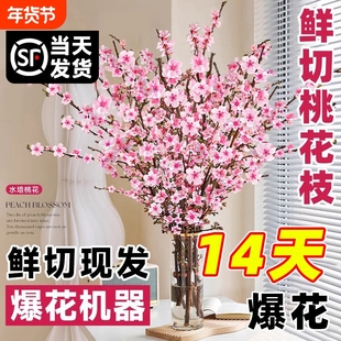当季水培桃花鲜枝雪柳红梅花植物鲜切干枝支水养室内好养樱插花