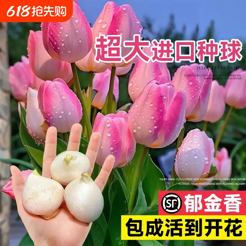进口郁金香种球水培植物室内种子盆栽成品花苗好养活水仙百合花卉