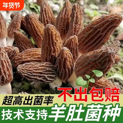 云南野生羊肚菌菌种菌包
