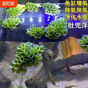 11鱼缸浮萍躲避活体肚兜萍造景生态古法缸绿植好养新手阴性浮性
