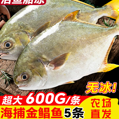 新鲜冷冻金鲳鱼深海平鱼银鱼白鲳鳊鱼鲜水产冷冻顺丰包邮