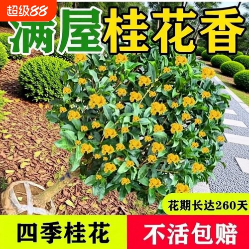 桂花盆栽树苗四季桂可食用开花不断室内阳台庭院浓香型花卉绿植物