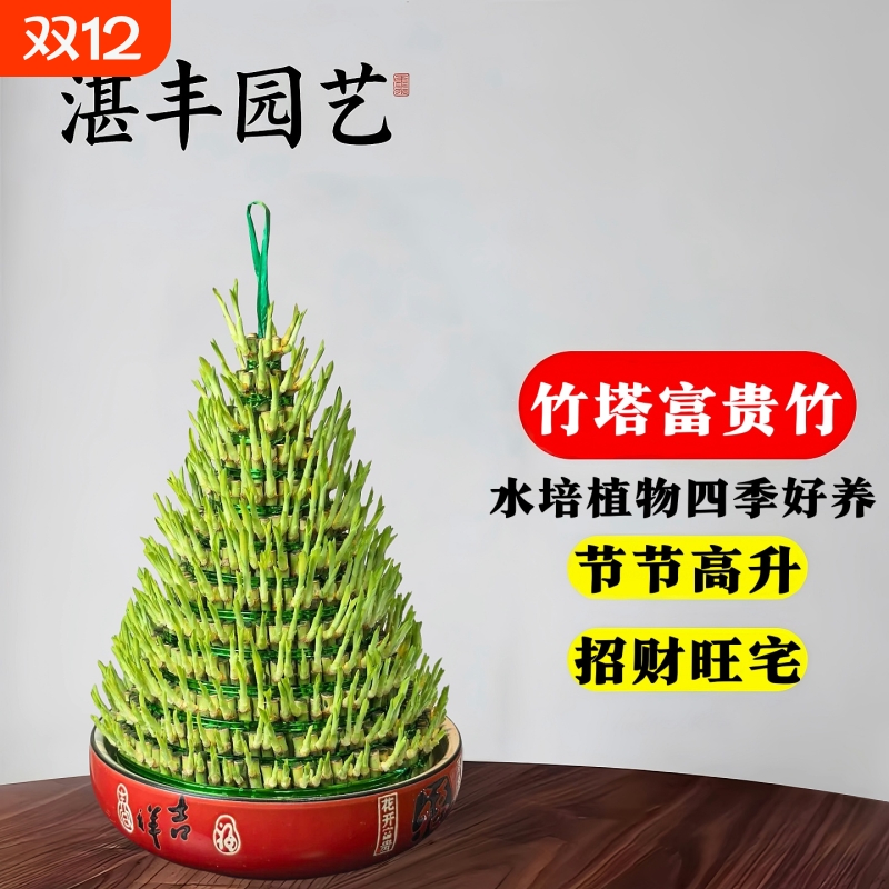 水池招财绿植办公室竹子客厅含盆