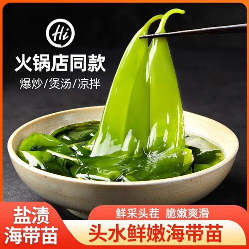 少盐新绿海带嫩苗头茬采摘