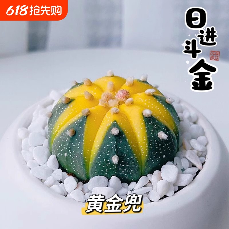 金兜兜星兜锦仙人球多肉植物办公室绿植花卉盆栽万重山耐寒美观