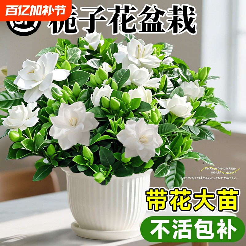 大盆栀子花盆栽四季开花树苗带花苞浓香型大叶独杆枝花水培绿植物