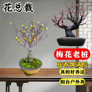 腊梅树苗盆栽梅花苗带花苞耐寒老桩盆景花卉植物冬季原生绿梅红梅