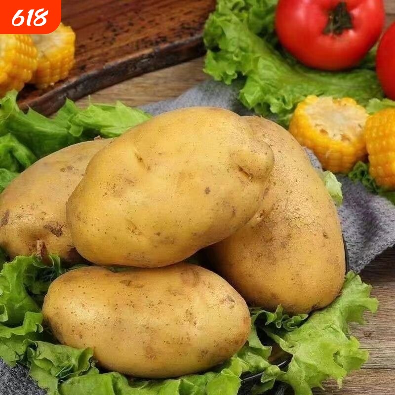 重庆土豆粉面软糯烧洋芋压洋芋菜土豆泥新鲜马铃薯煮汤炒菜土豆丝