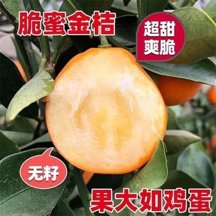 第四代脆蜜金柑树苗盆栽融安三代脆蜜金桔嫁接苗无籽金桔特大号