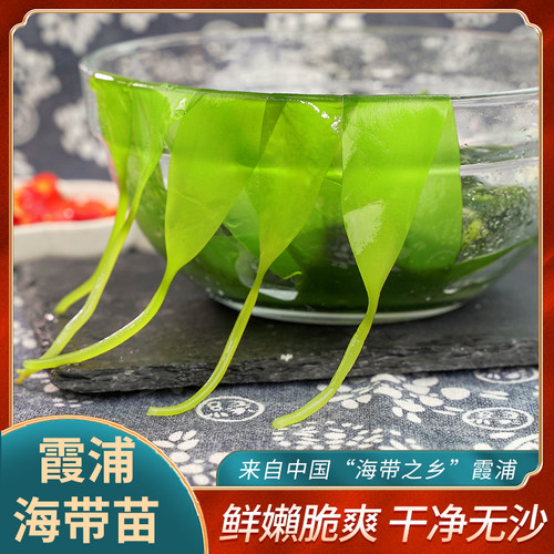 福建霞浦特产海带苗嫩特级菜盐渍嫩苗火锅食材