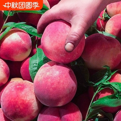 水蜜桃5斤装产地直发现摘现发