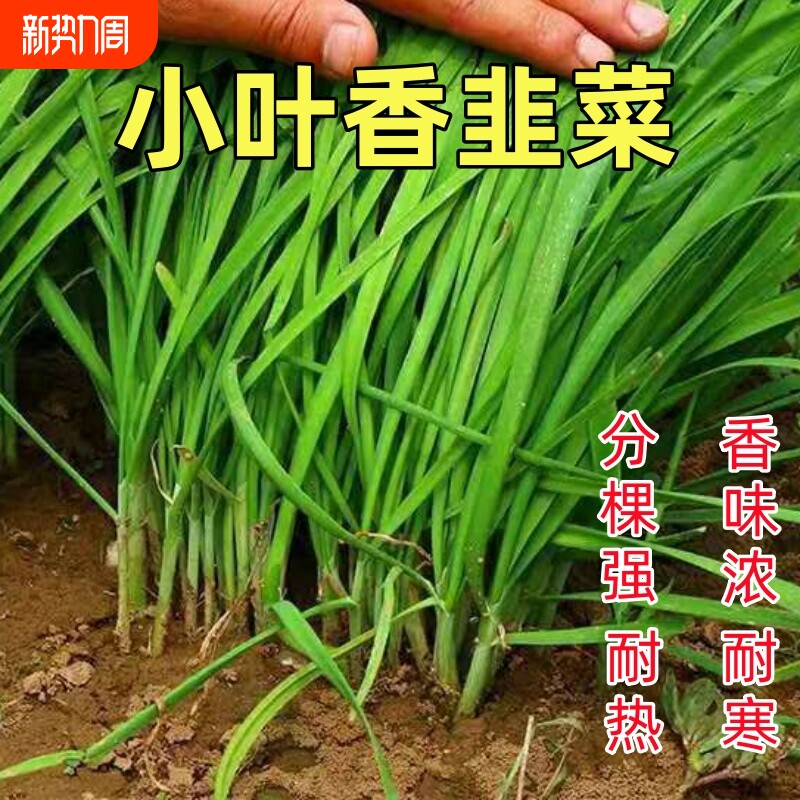 小韭菜种子细叶老品种香味浓四季播韭菜盆栽阳台易种耐寒蔬菜种子
