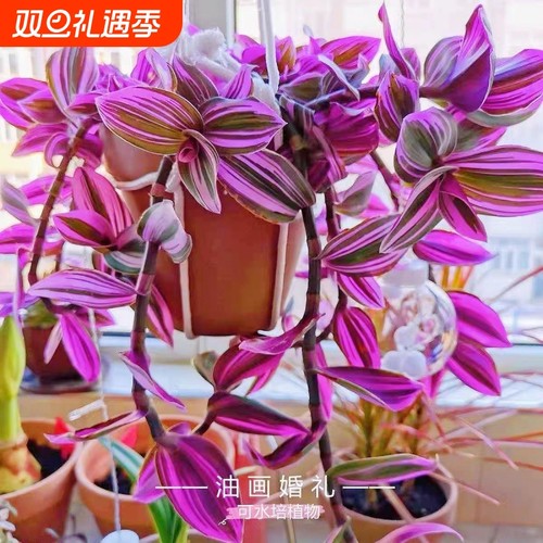 油画婚礼进口新品吊兰盆栽办公室内多肉植物彩色四季好养绿植花卉