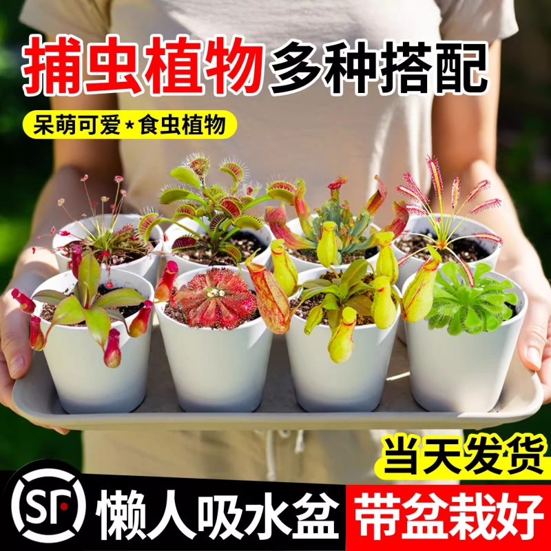 食虫植物捕蝇草盆栽猪笼草驱蚊绿植食虫草夏季室内好养活种植阳台