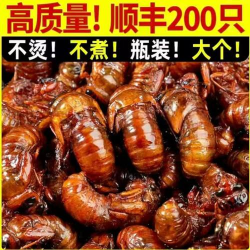 山东现捡野生高蛋白知了猴夏季爬叉猴肉实炒菜味香好吃营养价值高