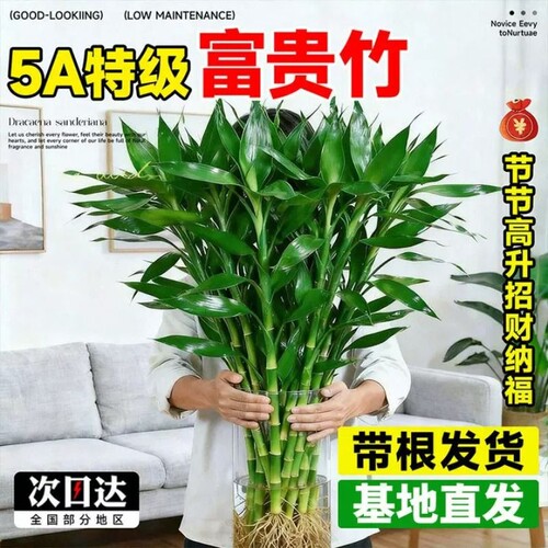 富贵竹水培植物客厅旺宅花卉绿植室内盆栽观音竹带根转运竹发财竹