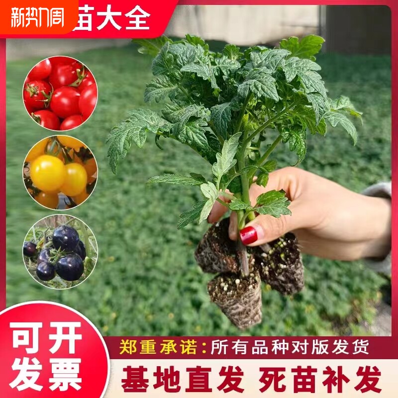 山东正宗大毛粉802番茄秧苗带土大果粉冠大红硬果西红柿种子高产