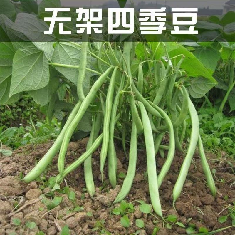 无架四季豆无筋地豆种子四季豆种子矮生不搭架阳台可盆栽蔬菜种子