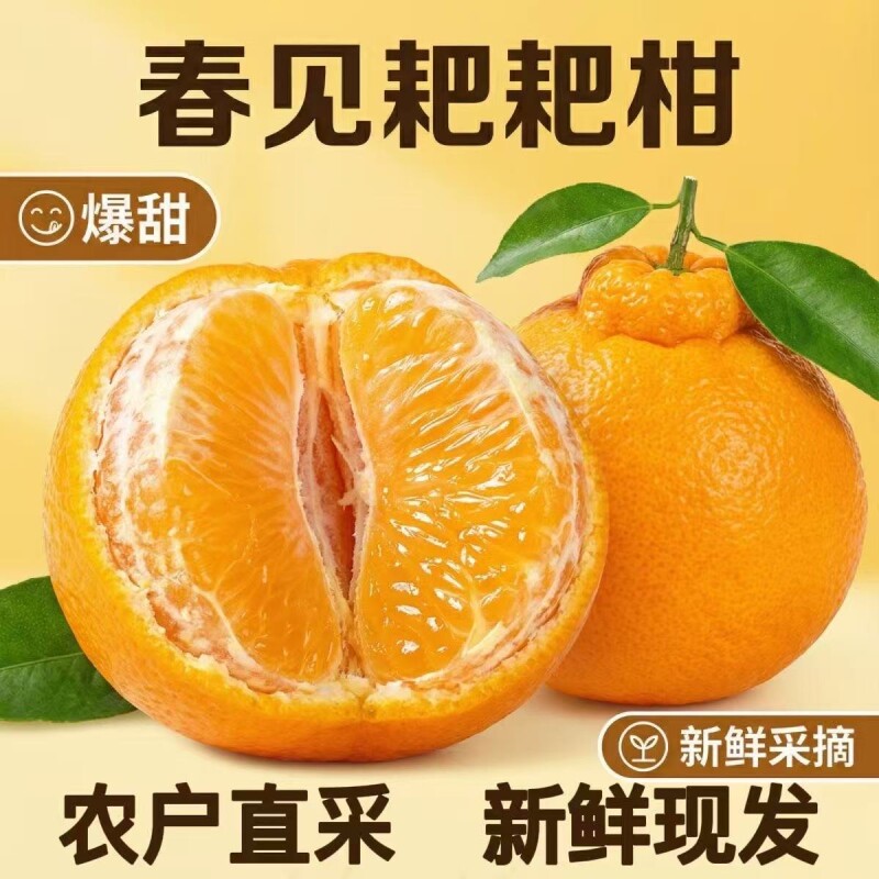 新鲜春见耙耙柑农户现摘砂糖时令冰糖蜜橘甜桔大果整箱包邮橙子