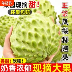 攀枝花牛奶凤梨释迦甜老树番荔枝浓郁直发现摘鲜水果软糯大果优选