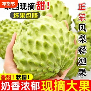 攀枝花牛奶凤梨释迦甜老树番荔枝浓郁直发现摘鲜水果软糯大果优选