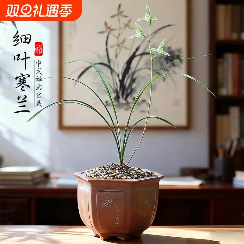 名贵兰花苗 细叶寒兰高档室内好养浓香冬带花苞桌面盆栽绿植花卉