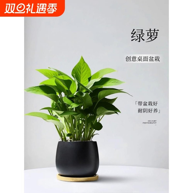 绿萝小盆栽室内客厅绿植卧室摆件绿箩植物办公室工位桌面耐阴阳台