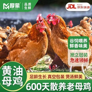 黄油老母鸡土鸡农家散养走地鸡草鸡农村笨柴鸡整只装新鲜正宗土鸡