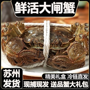 现货鲜活大闸蟹公母螃蟹生鲜海鲜水产礼盒装 12含绳工具苏州发货