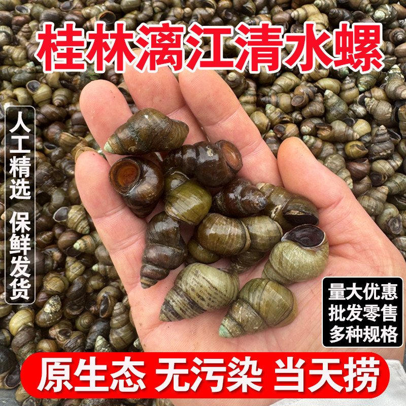 广西桂林漓江螺蛳鲜活泥螺清水新鲜本地石坑田螺石螺丝特大号批发