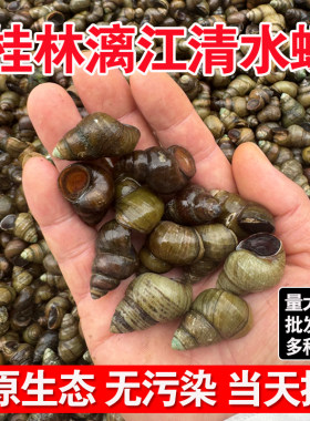 广西漓江螺蛳鲜活泥螺清水新鲜田螺石螺丝特大号批发野生芝麻养殖