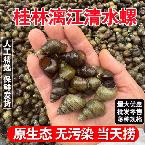 广西漓江螺蛳鲜活泥螺清水新鲜田螺石螺丝特大号批发野生养殖干净