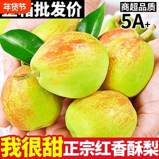正宗新鲜红香酥梨子水果当季雪梨脆甜薄皮整箱5斤大果包邮10整箱