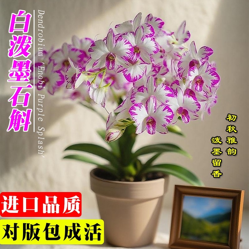 白泼墨秋石斛兰花苗室内盆栽阳台好养浓香水培花卉绿植客厅带花