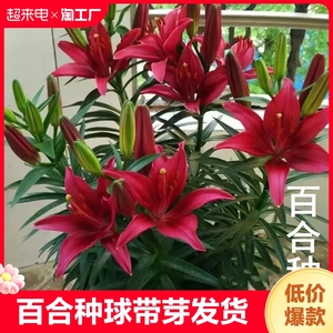 阳台绿植种子盆栽发货香水