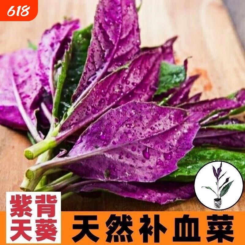 天然补血紫背菜种子观音天葵蔬菜种子血皮红背菜易种高产抗病种籽