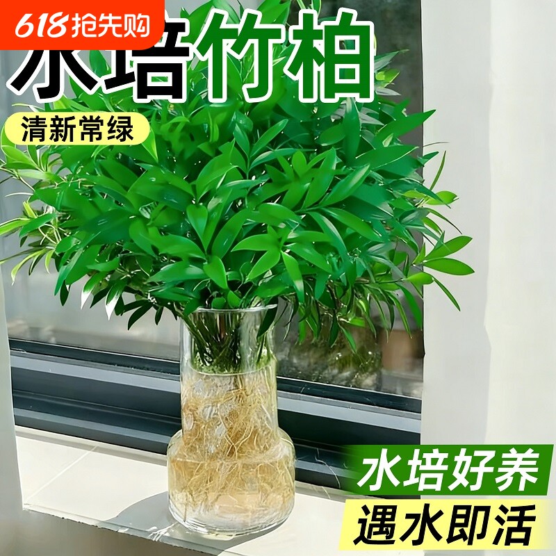 驱蚊竹柏发财树竹子水培绿植盆景栽办公桌面花卉室内好养四季常绿