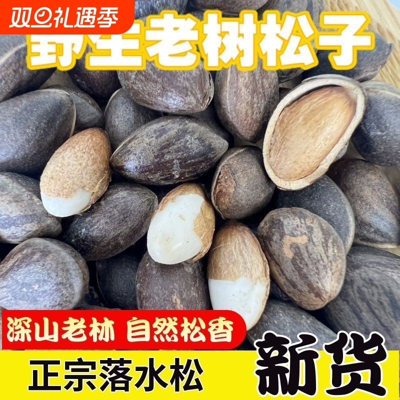 新鲜松子原味松子云南落新货大颗粒薄壳散装坚果松仁