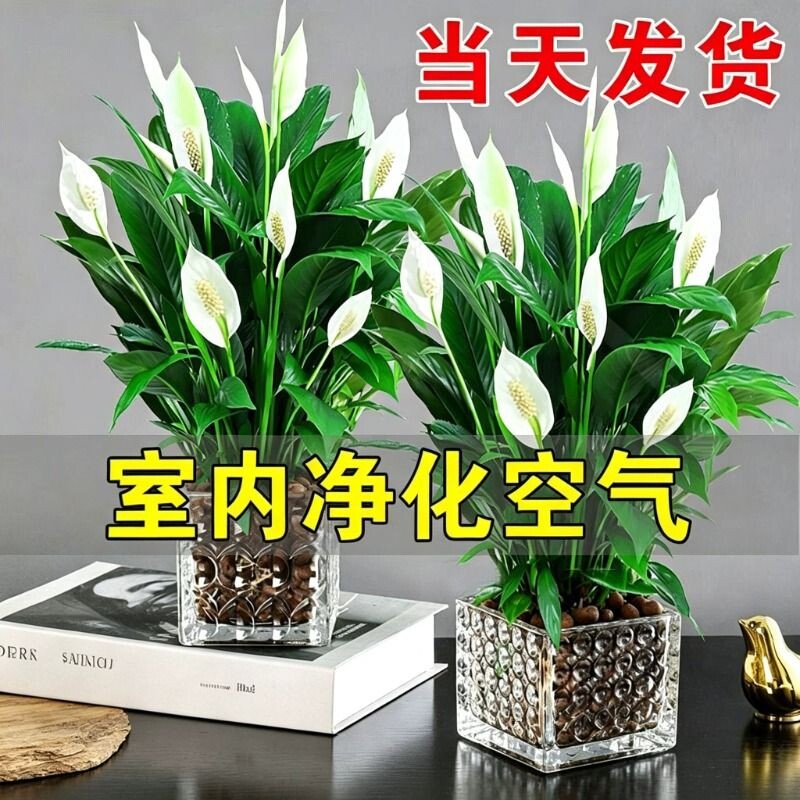 白掌盆栽净化空气水培植物绿萝箩花卉绿植红掌吸除室内甲醛发财树
