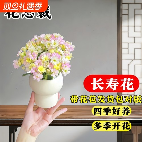 长寿花重瓣盆栽室内花卉