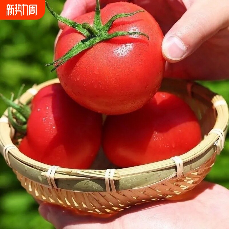 正宗沙瓤西红柿自然熟山东非铁皮柿子水果大番茄普罗旺斯农家自种