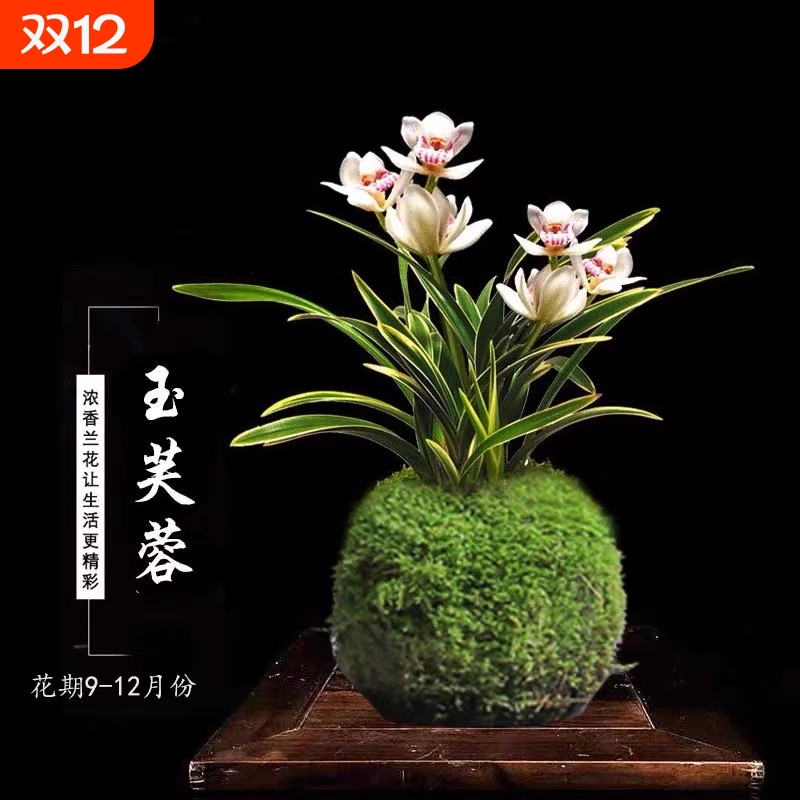 金边兰花苗秋冬季开花