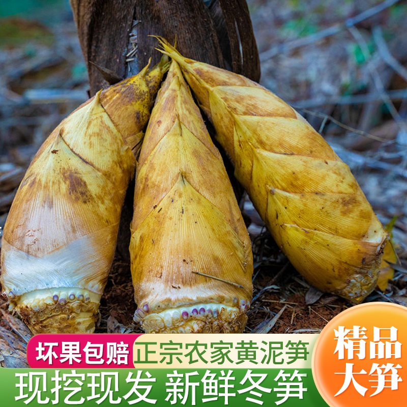 福建高山冬笋新鲜现挖毛竹笋尖野生带壳黄泥嫩笋尖去老根火锅炒菜