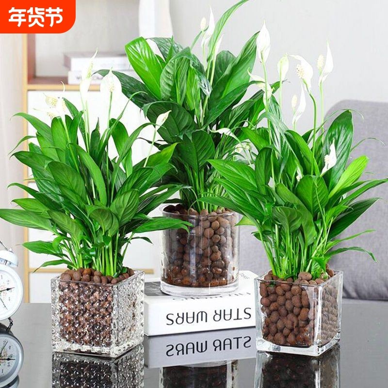 红掌盆栽花卉白掌风顺水培养植物室内好养绿植易活开花白鹤芋摆放