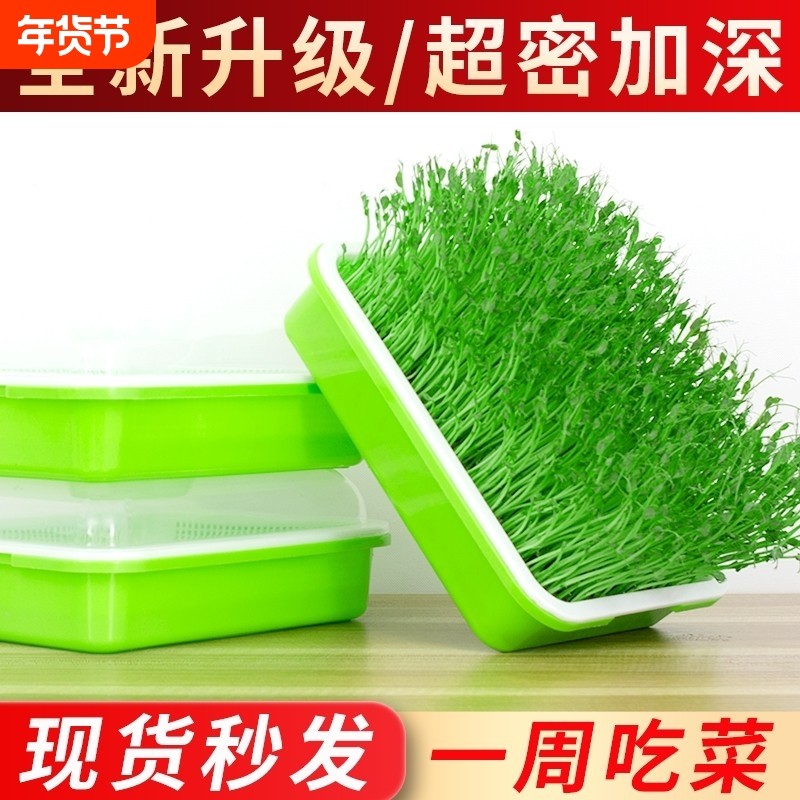 豆芽发芽盆黄豆苗育苗盘无土栽培芽苗菜种子纸上种菜种植食品级