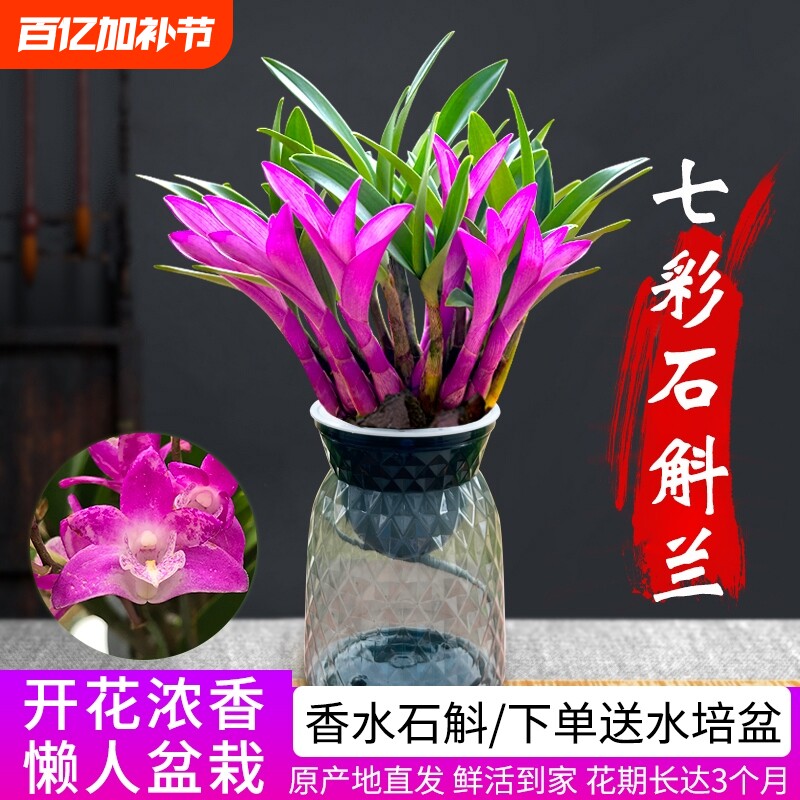 七彩香水石斛兰花四季好养绿植净化空气客厅室内水培浓香盆栽花卉
