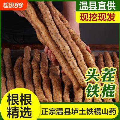 垆土铁棍山药正宗河南焦作温县