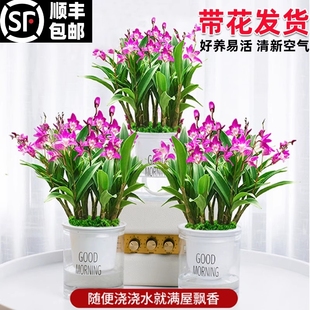 香水石斛兰花苗盆栽带花苞水培绿植花卉香氛室内外好养冬季 罕见