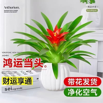 鸿运当头花盆栽小红星花卉室内绿植水培新款带花客厅自吸水驱蚊